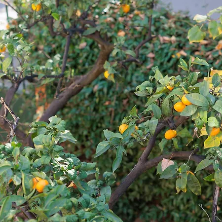 Ufo Boutique Otel Tiran